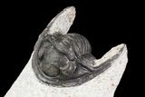 Lot: Small Assorted Devonian Trilobites - Pieces #76986-2